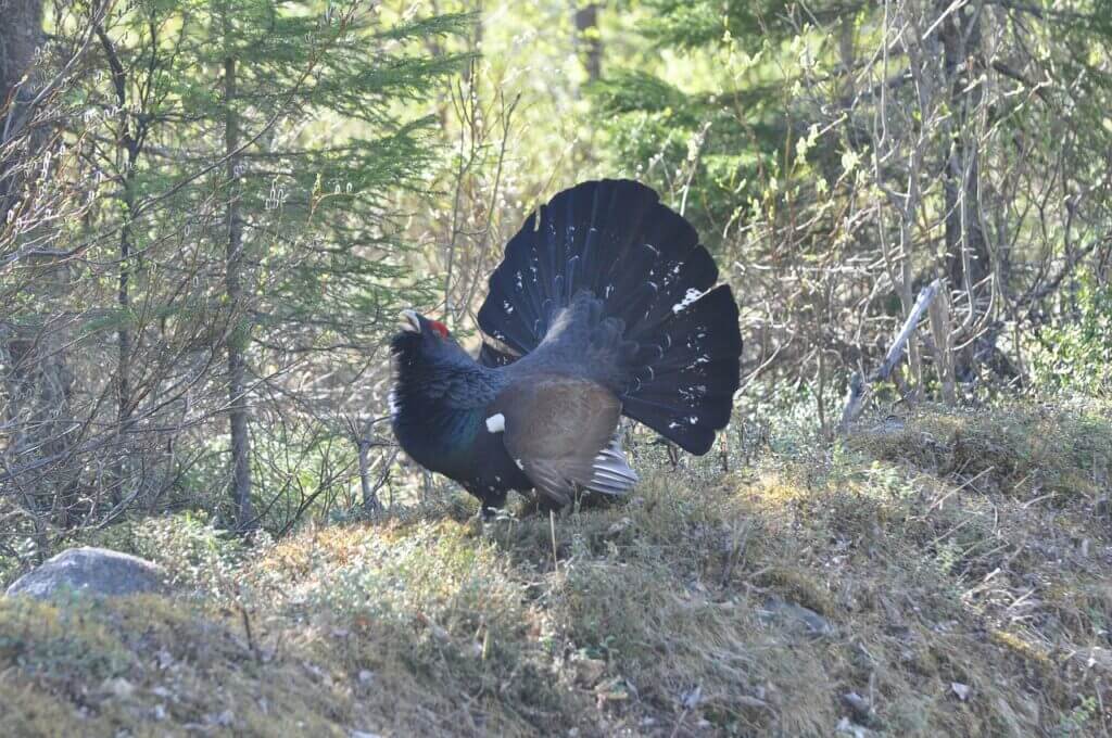fågel