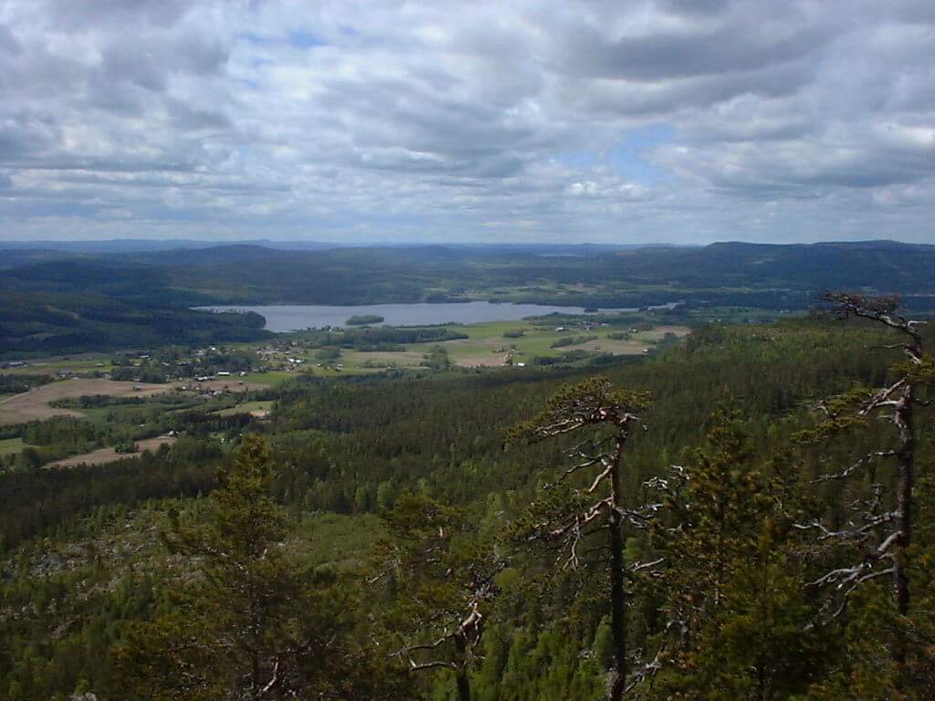 skog i arbrå
