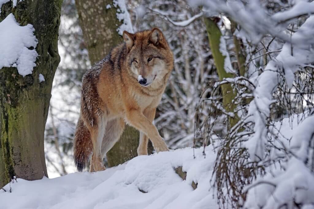 wolf, predator, mongolian, mongolian wolf, nature, snow, dangerous, winter, alphawolf, cold