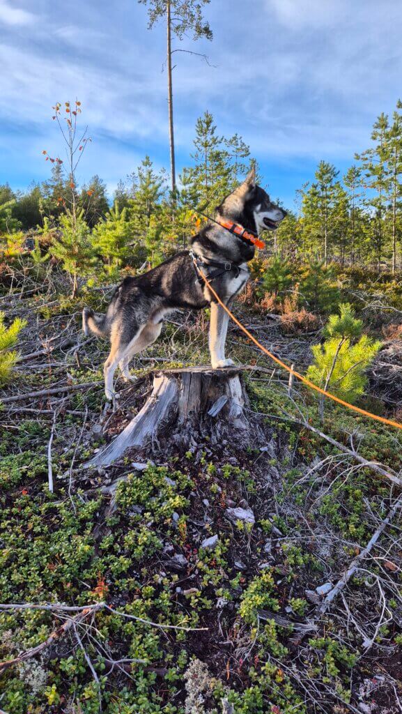 Hund