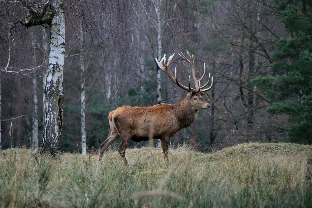 red deer, wildlife, forest, animal, deer, nature, antler, red deer, red deer, red deer, red deer, deer, deer, deer, deer, deer